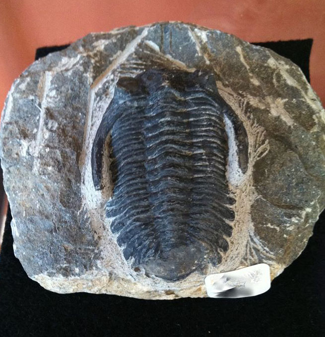 Trilobite